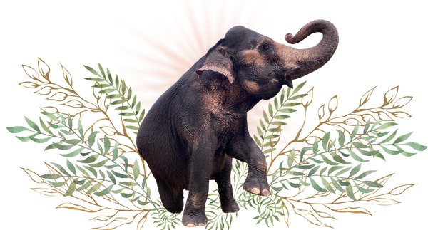 Silk Elephant